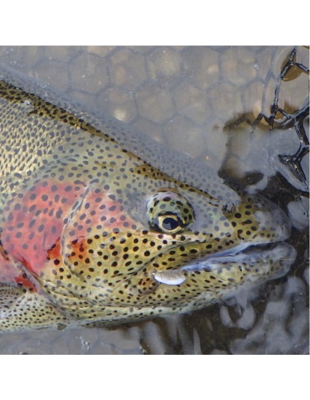 Translucent WHITE Scud [ DOHIKU Hook N°10 BARBLESS ]